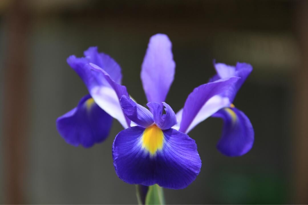#2. Iris